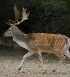 Somoskői Vadaspark, Salgótarján