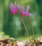 Ciklámen Erdei Tanösvény, Sopron