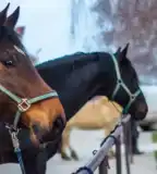 Sóskúti Lovas- és Élménypark, Sóskút