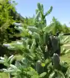 Arborétum, Szabadegyháza