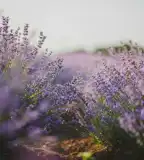 Szabolcsi Levendula Udvar, Szabolcs