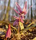 Nyugati pont tanösvény, Szakonyfalu