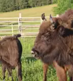 Bölényrezervátum, Szalafő