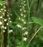 Körtike tanösvény, Szalafő