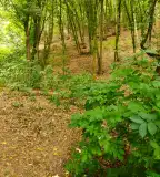 Szalamandra tanösvény, Dédestapolcsány