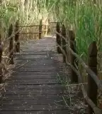 Erzsébet-ligeti tanösvény, Szarvas