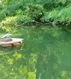 Jégmadár Vízi Tanösvény, Szarvas