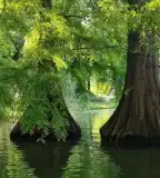 Szarvasi Mocsárciprusok, Szarvas