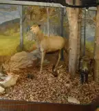 Zilahy Aladár Erdészeti Múzeum, Szilvásvárad