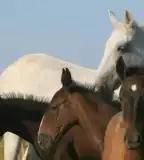 Lipicai ménes, Szilvásvárad