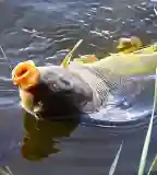 Alcsiszigeti Holt-Tisza, Szolnok