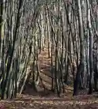 Az erdész munkája - bemutató tanösvény, Szolnok