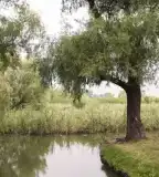 Taksony tanösvény, Taksony