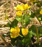 Gólyahír tanösvény, Tápióság