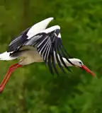 Fehér-gólya tanösvény, Tápiószele