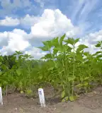 Nemzeti Biodiverzitás- és Génmegőrzési Központ, Tápiószele