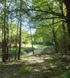 Szőlő-hegy tanösvény, Tarpa