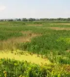 Fehérvizi-láp, Táska