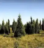 Ősborókás buckák, Tatárszentgyörgy