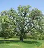 300 éves berkenyefa, Teleki