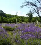 Tihany Őslevendulás, Tihany