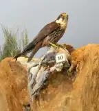 Tiszazugi Földrajzi Múzeum, Tiszaföldvár