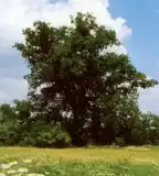 Mátyás király fája, Tiszaigar