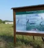 Fehér-szik ősszikes, Tiszavasvári