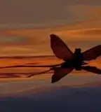 Tiszavirág tanösvény, Tivadar