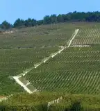 Szőlő tanösvény, Tokaj