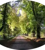 Gesztenyesor, Tordas