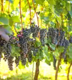 Kálmán-hegyi pincesor, Tótszentmárton