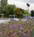 Újpesti Levendulapark, Budapest