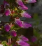 Csarabos tanösvény, Uzsa