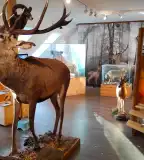 Károly-magaslati Látogatóközpont és Vadászati Múzeum, Sopron