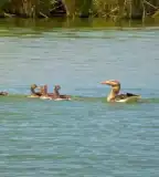 Inota 30 Horgásztó, Várpalota