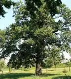 Öreg tölgy, Vérteskethely