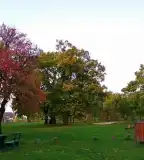 Parkerdő, Veszprémfajsz