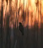 Vidrafű tanösvény, Csákvár