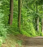 Öreg-bükk tanösvény, Vigántpetend