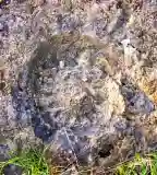 Ammonitesz tanösvény, Villány