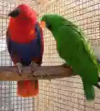 Papagáj Tanyám, Villánykövesd