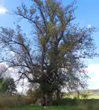 Égigérő fa, Vindornyaszőlős