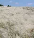 Vadvirágos tanösvény, Visegrád