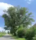 130 éves kocsányos tölgy, Zákányszék