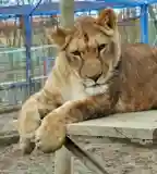 Állatkert - Állatsimogató, Zalaegerszeg