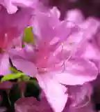 Azáleás-völgy, Zalaegerszeg