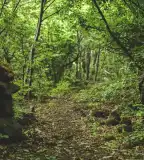 Haláp tanösvény, Zalahaláp