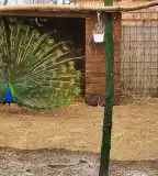 Zámolyi Madárkert, Zámoly