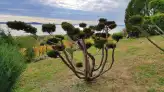 Badacsonytomaj Folly Aroretum 003